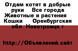 Отдам котят в добрые руки. - Все города Животные и растения » Кошки   . Оренбургская обл.,Новотроицк г.